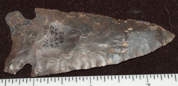 sonora Arrowhead