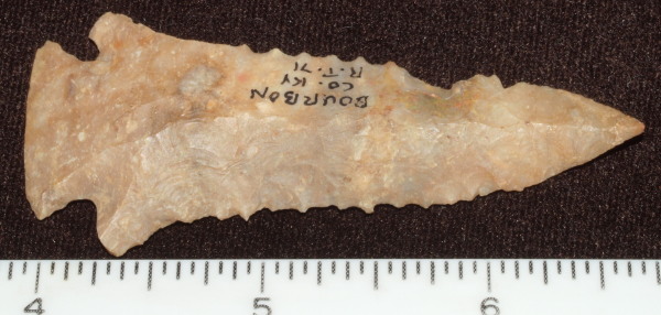 pinetree arrowhead